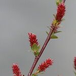 Salix caesia Fula