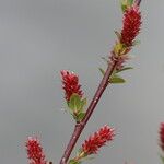 Salix caesia Flower