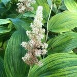 Maianthemum racemosum Цветок