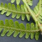 Dryopteris oreades Blad