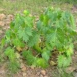 Cnidoscolus angustidens Leaf