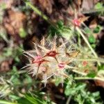 Trifolium stellatum Fruit