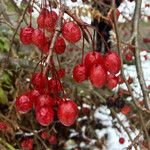 Prunus cerasus Fruit