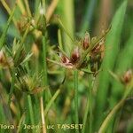 Juncus capitatus Virág