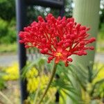 Jatropha multifida Kwiat