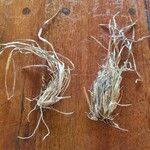 Heteropogon contortus Hoja