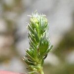 Galium pyrenaicum Leaf