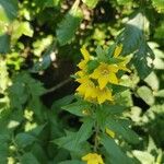 Lysimachia punctataΛουλούδι