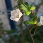 Ipomoea lacunosa Floare