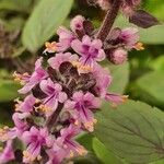 Ocimum kilimandscharicum Flower