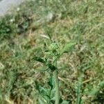 Sisymbrium officinale その他の提案