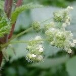 Urtica pilulifera Virág