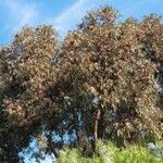 Eucalyptus sideroxylon Alia