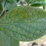 Bignonia magnifica Leaf