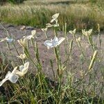 Dianthus gyspergerae ফুল