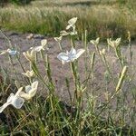 Dianthus gyspergerae फूल