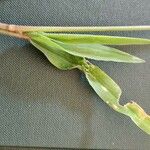 Eriochloa barbatus Leaf