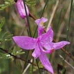 Calopogon tuberosus Flor