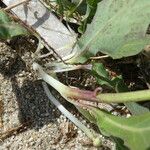 Sonchus bulbosus Likasa