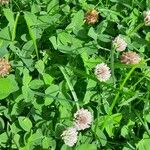 Trifolium fragiferum Συνήθη χαρακτηριστικά