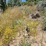 Eryngium paniculatum Habitus