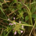 Hedeoma acinoides Žiedas