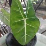 Alocasia micholitziana Leaf