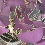 Oxalis triangularis Blatt