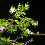 Cuphea calophylla Flor