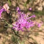 Centaurea stoebe花