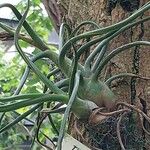 Tillandsia bulbosa Liść