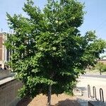 Stewartia pseudocamellia Hábito