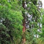 Torreya californica Hábito