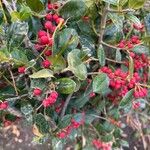 Ilex cornuta ഫലം
