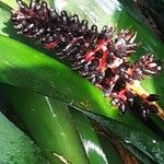 Neoregelia binotii Flor