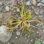 Cyperus fuscusGyümölcs