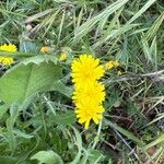 Crepis tectorum Flower