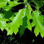 Quercus shumardii Foglia