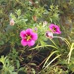 Calibrachoa parvifloraBlodyn