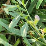 Tephrosia subtriflora Flower