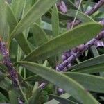 Callistemon pearsonii Leaf