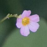 Oxalis barrelieri Flower