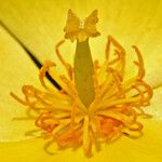 Dendromecon harfordii Blüte