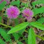 Mimosa quadrivalvis Flower