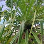Pandanus tectoriusList