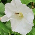 Calystegia silvatica Diğer