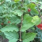 Viburnum opulus Leaf