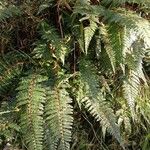 Polystichum vestitum Blad