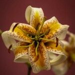 Lilium kelloggii Flower