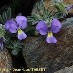 Viola diversifolia आदत